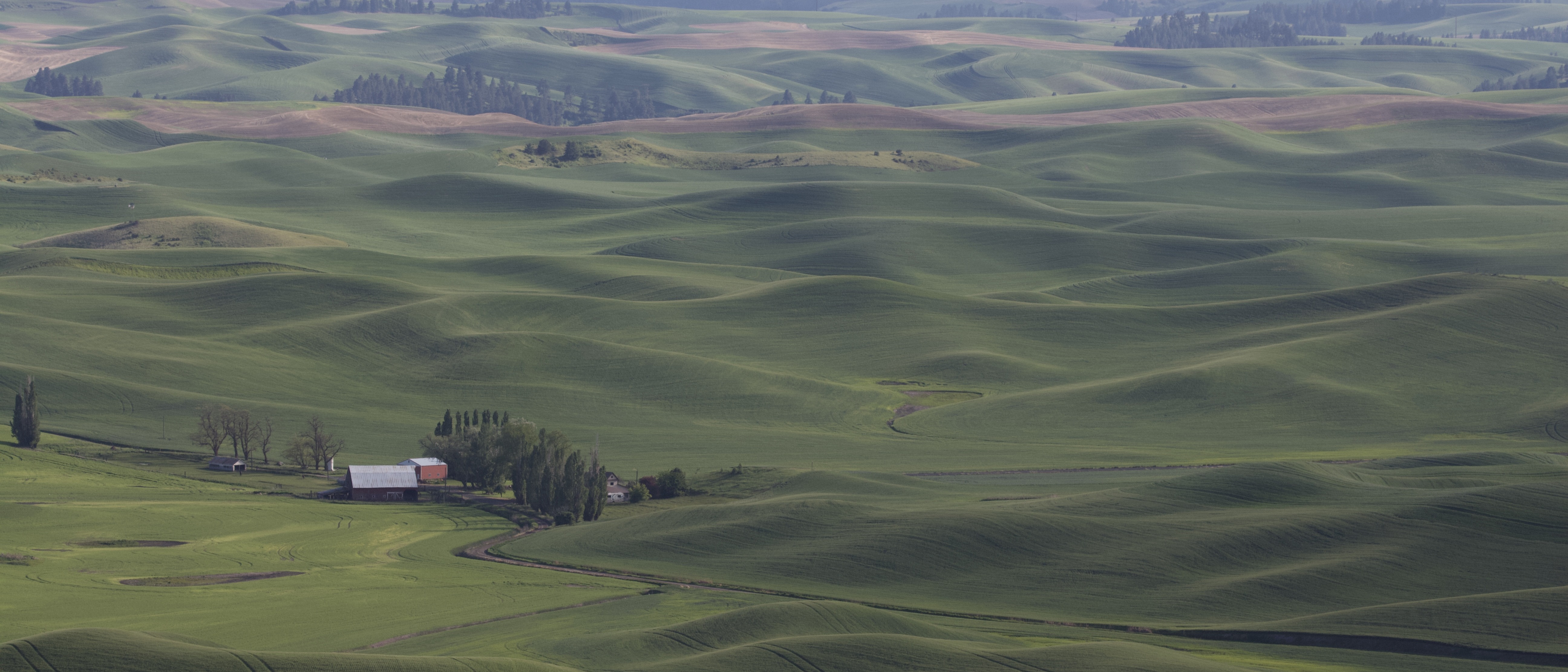 Rolling green wheat hills of the Palouse near Steptoe Butte, patchwork fields folding into the distance under an open sky